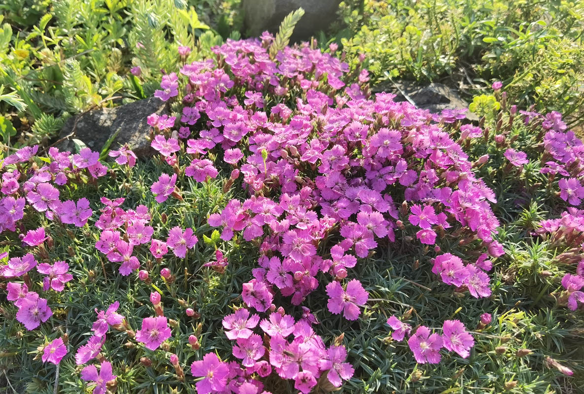 Dianthus 'Eileen Lever' 6